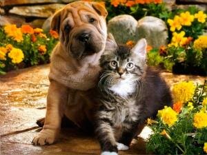 Gatos e cães